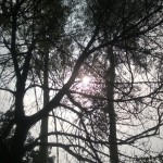 shishir
