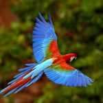 Blue Bird
