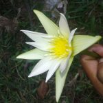 SAIFUL29