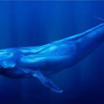 Blue Whale