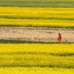 ইকরামুল ইসলাম