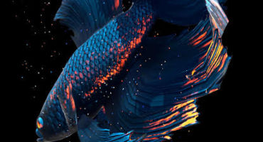 [Live Wallpaper] Betta Fish অসাধারণ এক লাইভ ওয়েলপেপার আপনার ফোনের জন্য।[19MB]