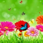 Usama Jayed