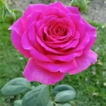 JAHIDUL ISLAM