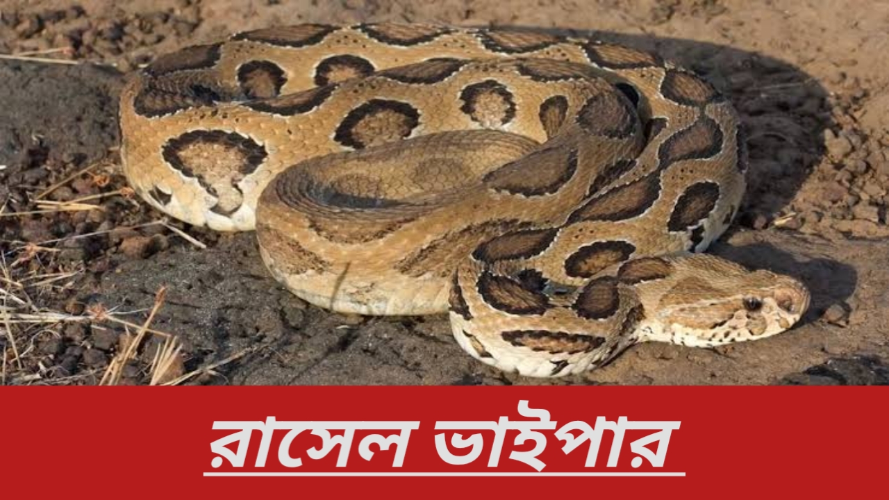 রাসেল ভাইপার সম্পর্কে জানুন এবং আপনার পরিবারকে সচেতন করুন!