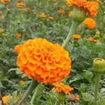 মোঃ সাফওয়ান