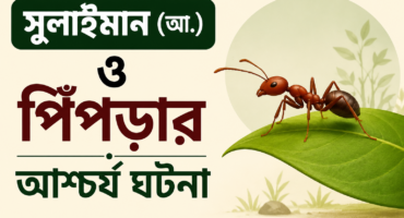 হযরত সুলাইমান (আ.) ও পিঁপড়ার আশ্চর্য ঘটনা